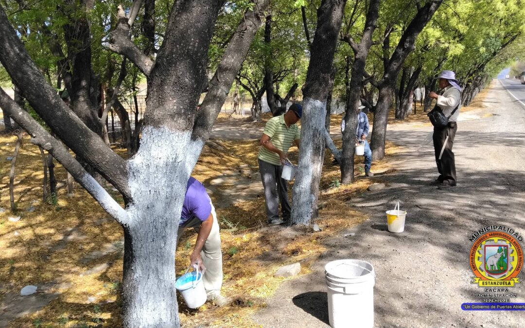 Encalado de árboles